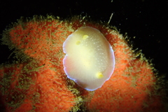Image of Doriopsilla spaldingi