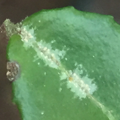 Fellhanera bouteillei