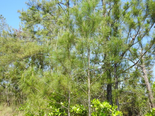 Cuban pine (Pinus cubensis)