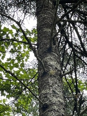 Sphaerophorus globosus