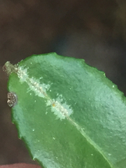 Fellhanera bouteillei