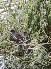 Gallinula chloropus