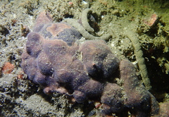 Antropora tincta