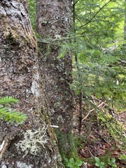 Sphaerophorus globosus