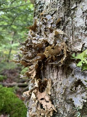 Pseudocyphellaria holarctica