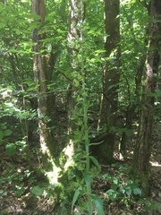 Digitalis grandiflora