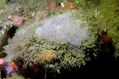 Stelletta