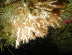 Salmacina tribranchiata