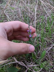 Verbena canescens