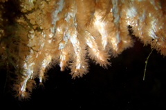 Salmacina tribranchiata