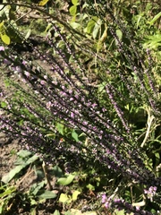 Muraltia scoparia