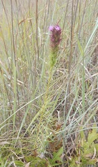 Liatris aestivalis