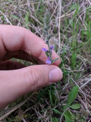 Verbena canescens