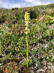 Pseudorchis straminea