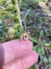 Epipactis atrorubens