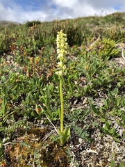 Pseudorchis straminea