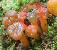 Hypomyces leotiicola