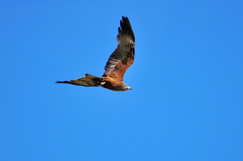 Milano negro (Milvus migrans)