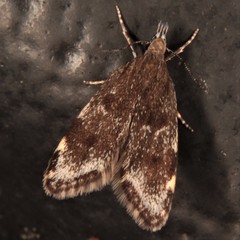 Eido trimaculella