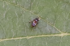 Encyrtinae
