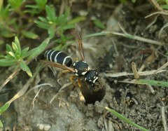 Hemipterochilus bembeciformis