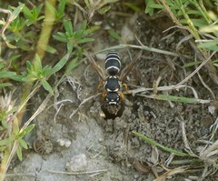 Hemipterochilus bembeciformis