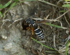 Hemipterochilus bembeciformis