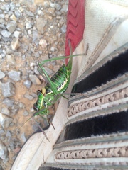 Parasteropleurus perezii