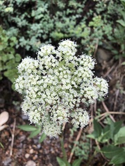 Angelica scabrida