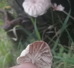 Marasmiellus alliiodorus