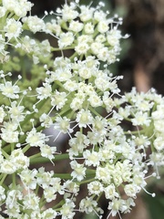 Angelica scabrida