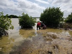 Polymesoda floridana