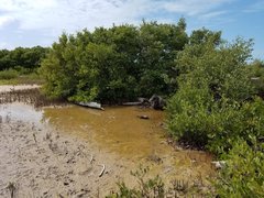 Polymesoda floridana