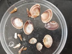 Polymesoda floridana