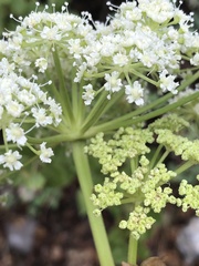 Angelica scabrida