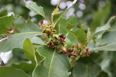 Diospyros mespiliformis