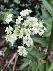 Angelica scabrida