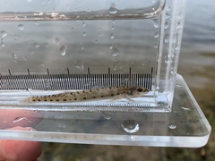 Ammocrypta pellucida