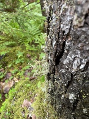 Sphaerophorus globosus