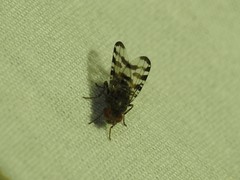 Pseudotephritis