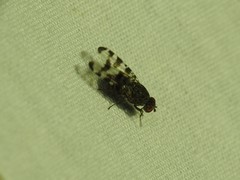 Pseudotephritis