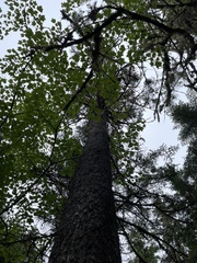 Sphaerophorus globosus