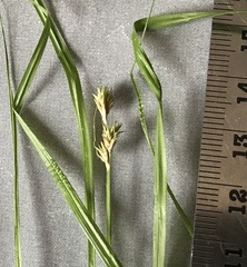 Carex projecta