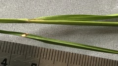 Carex projecta