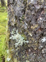 Sphaerophorus globosus