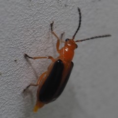 Phyllobrotica