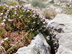Acantholimon ulicinum