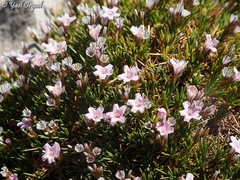 Acantholimon ulicinum