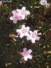 Acantholimon ulicinum