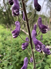 Aconitum lycoctonum